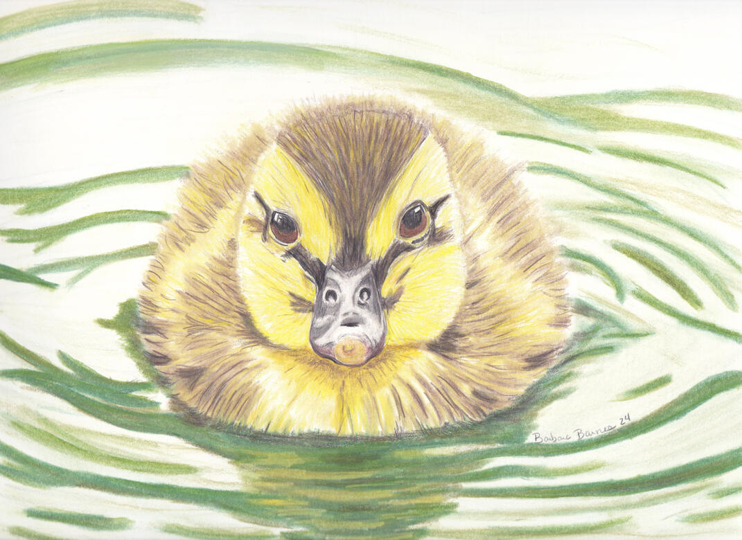 First Ripples Original Own an original piece of art—not a print, but unique, hand-drawn work of art! Colored Pencil 9" x 12" art : 13" x 17" frame - $50